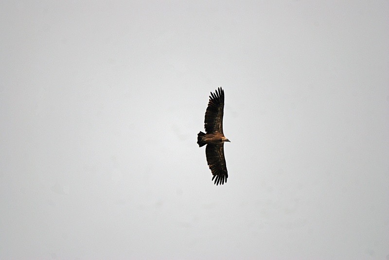 Griffon Vulture - South and north west Spain - September 2010