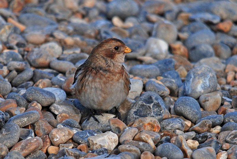 Snow Bunting - Buntings