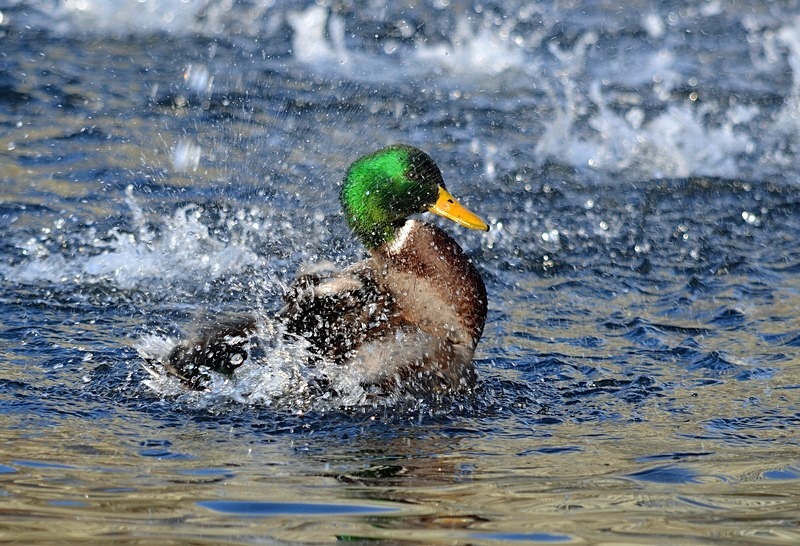 Mallard - Dabbling ducks