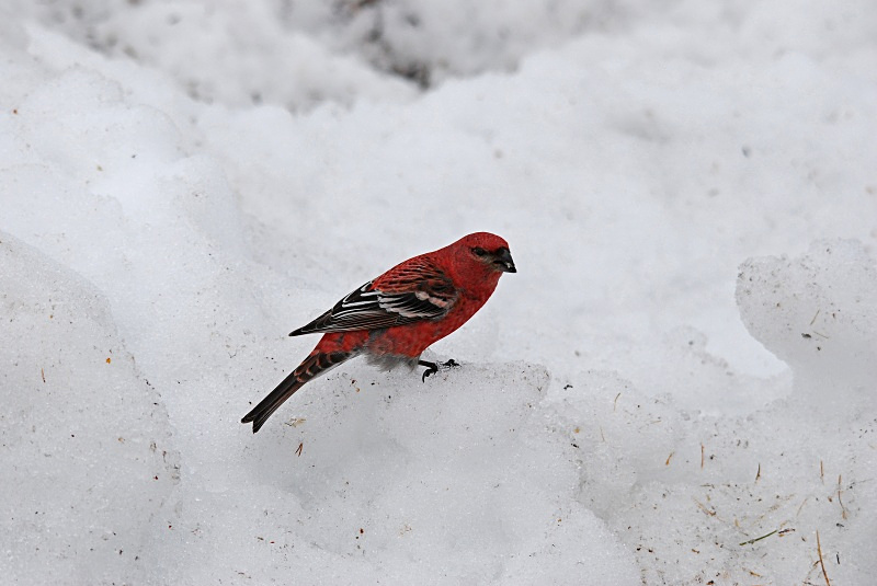 Pine Grosbeak - Finland