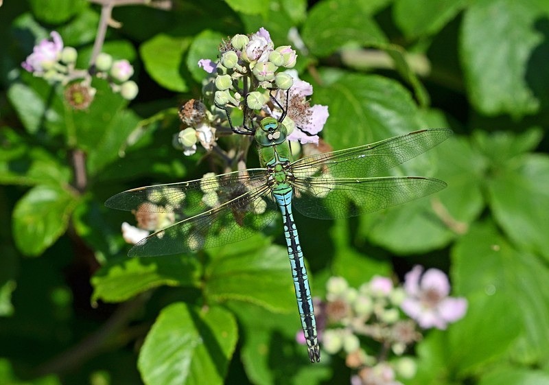 Emperor Dragonfly - Dragonflies and damselflies