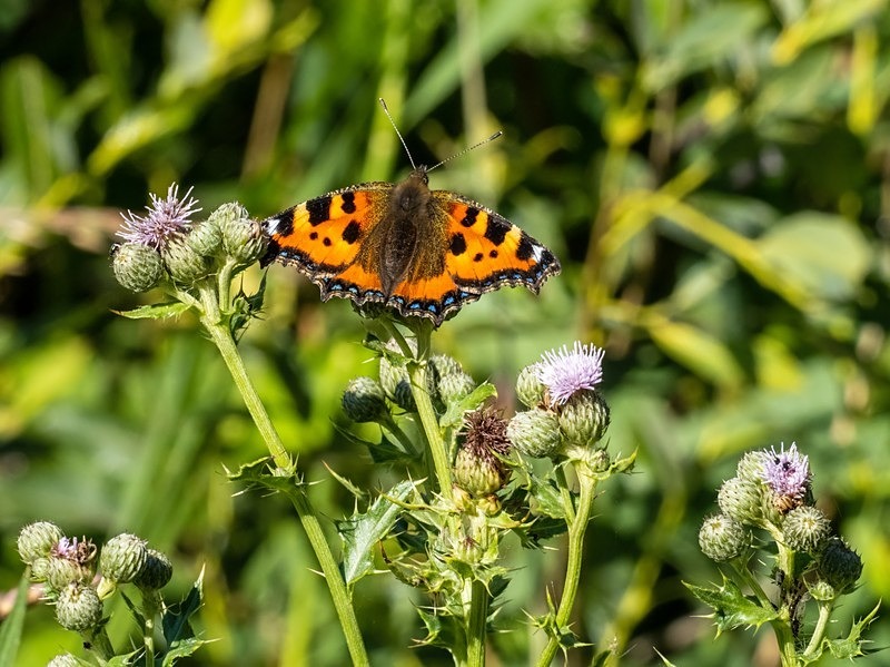 Small Tortoiseshell - Butterflies