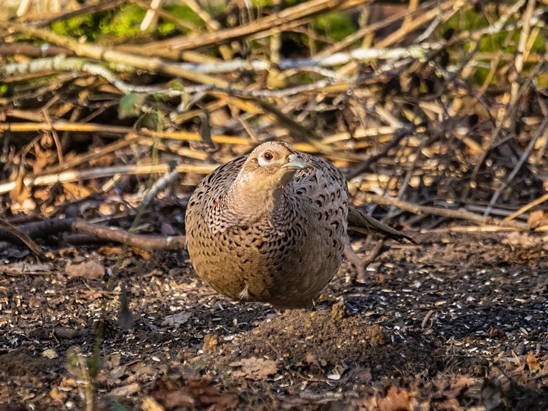 Pheasant - Game birds