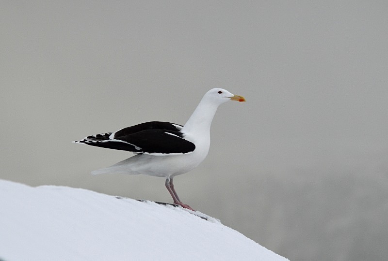Great Black-backed Gull - North Norway - March 2012