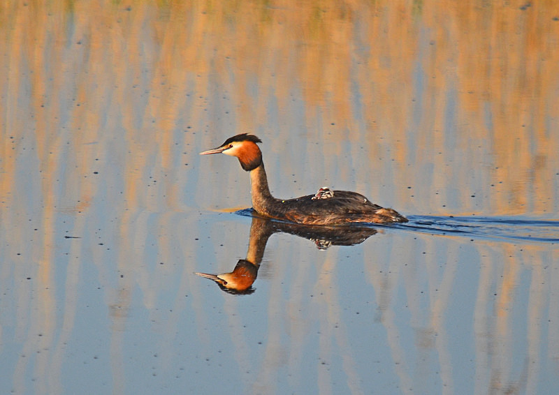 Great Crested Grebe - Grebes