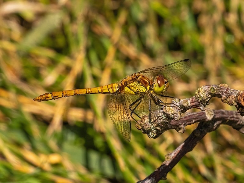 Common Darter - Dragonflies and damselflies