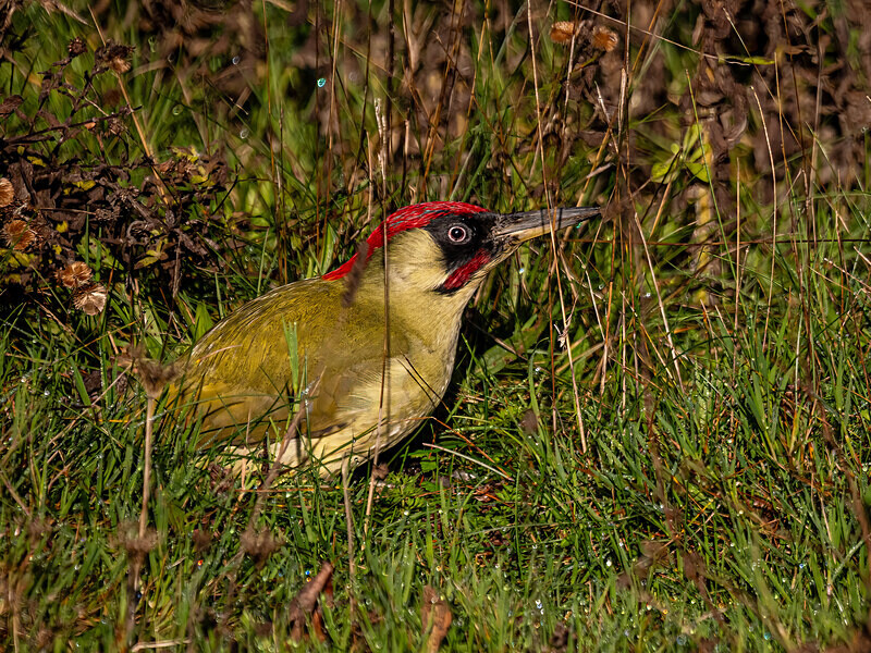 Green Woodpecker - Latest photos