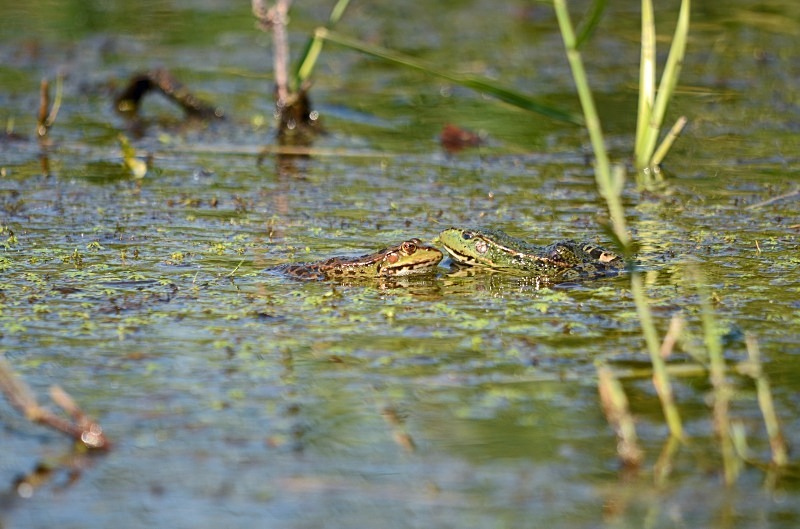 Marsh Frog - Frogs and toads
