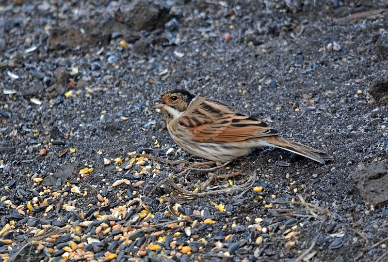 Reed Bunting - Buntings