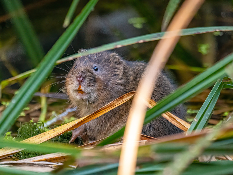 October 2023 - Water Vole - Photos of the month