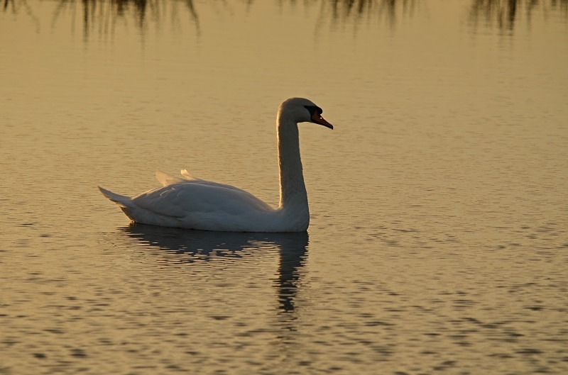 Mute Swan - Mute Swans