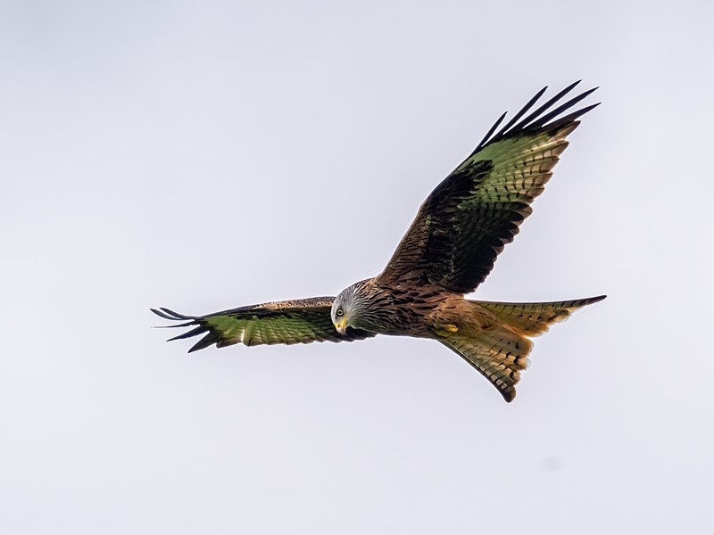 Red Kite - Birds of prey