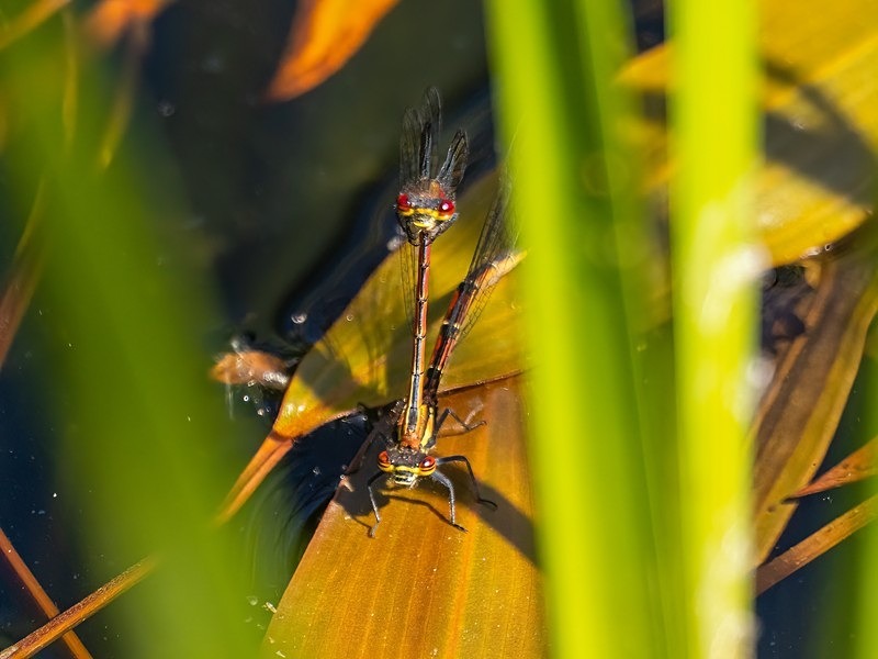 Large Red Damselflies - Dragonflies and damselflies