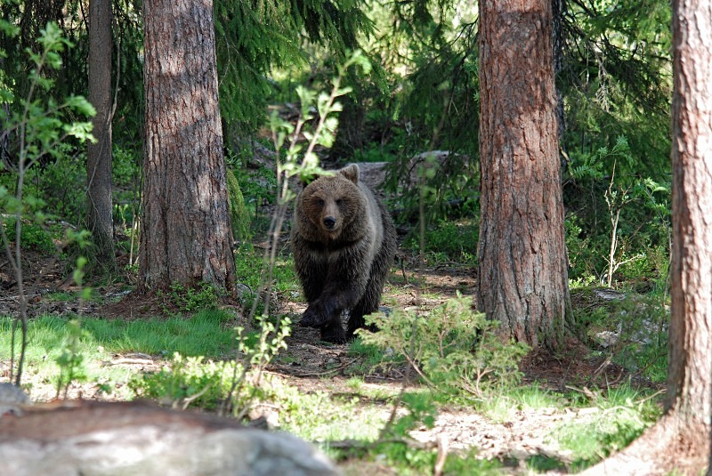 Brown Bear - North Finland and north Norway - May and June 2009