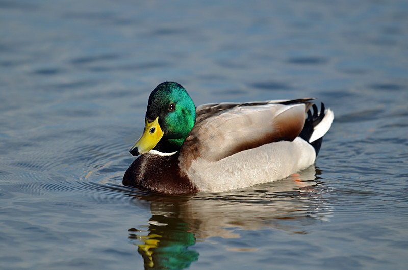 Mallard - Dabbling ducks