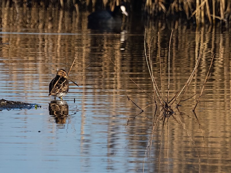 Common Snipe - Snipes and woodcocks