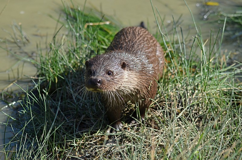 Otter - Otter