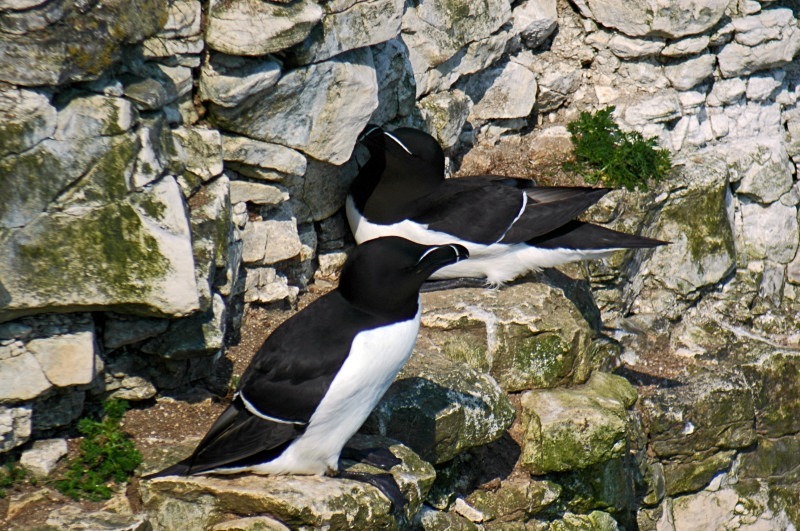 Razorbills - Auks