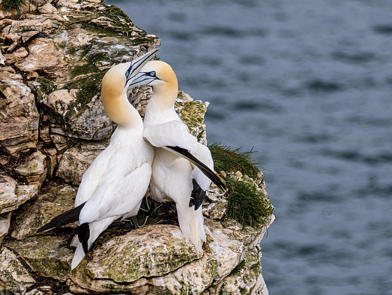Gannets - Latest photos