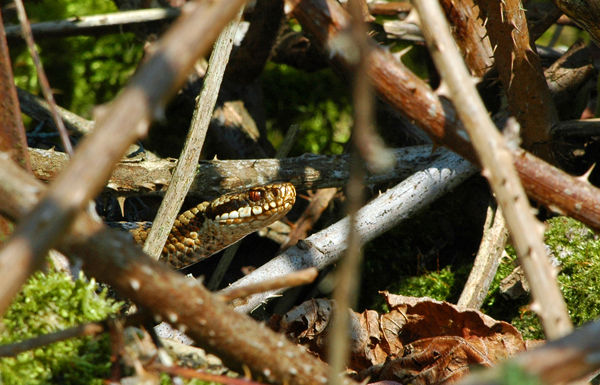 Adder - Snakes
