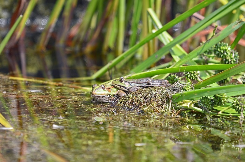 Marsh Frogs - Frogs and toads