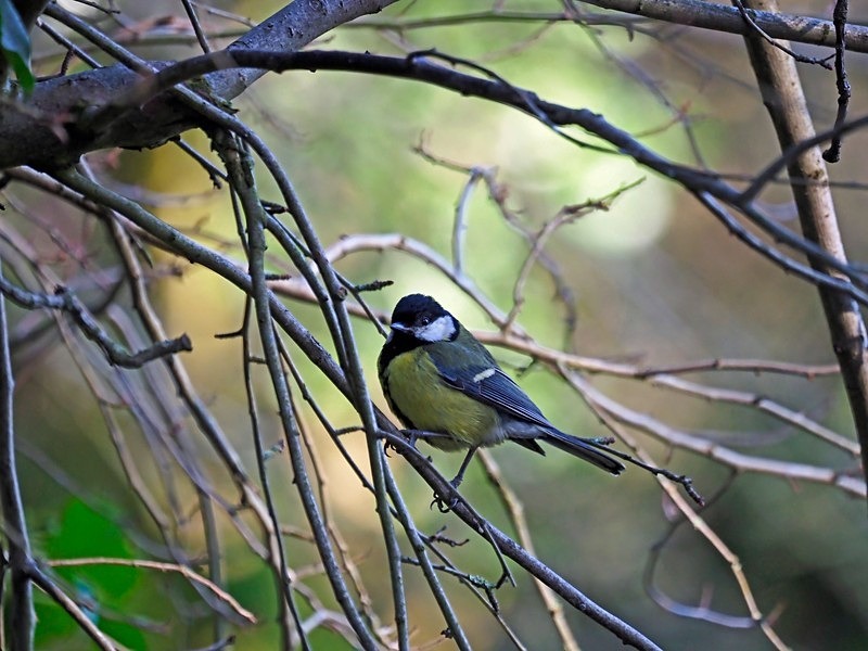Great Tit - Tits