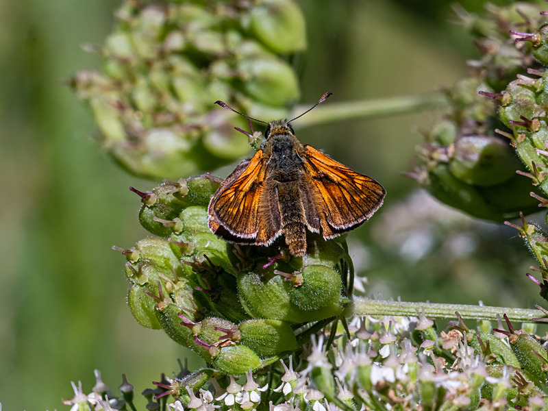 Large Skipper - Latest photos