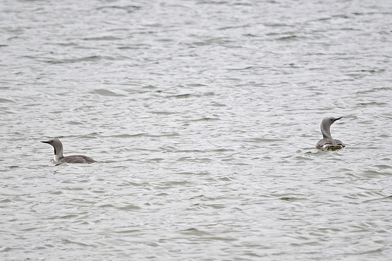 Red-throated Divers - North east Iceland