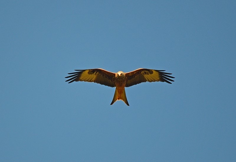 Red Kite - Birds of prey