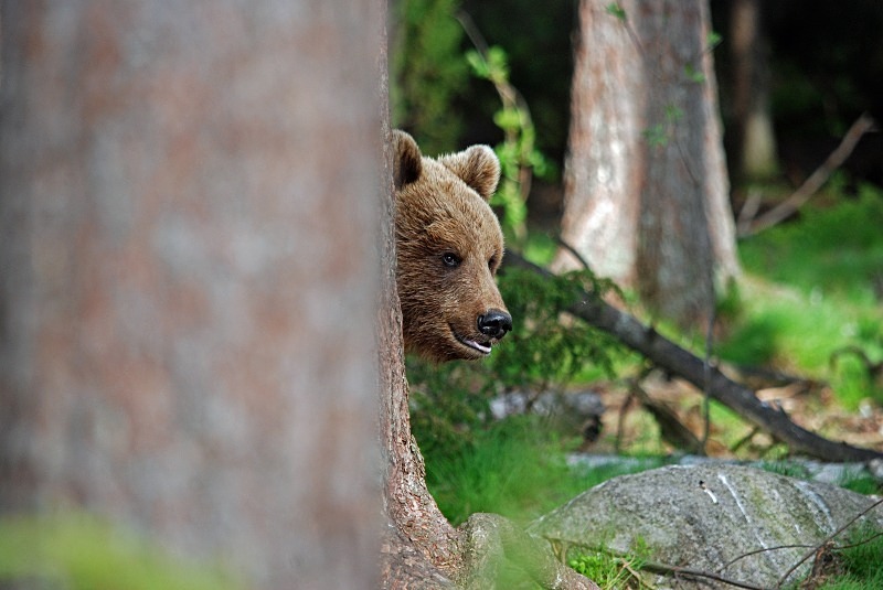 Brown Bear - North Finland and north Norway - May and June 2009