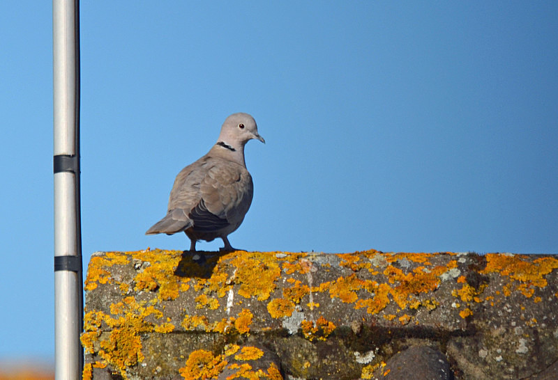 Collared Dove - Pigeons and doves