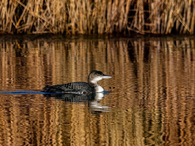 Great Northern Diver - Latest photos