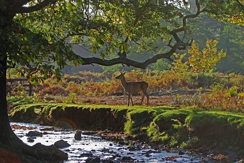Red Deer - Red Deer
