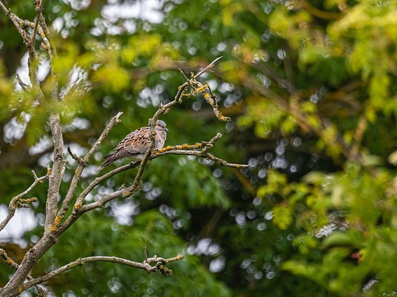 Turtle Dove - Pigeons and doves