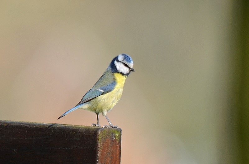 Blue Tit - Tits