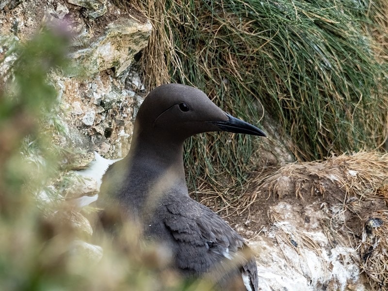 Common Guillemot - Auks