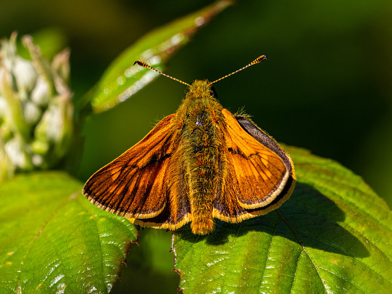 Large Skipper - Latest photos