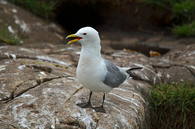 Kittiwake - Gulls