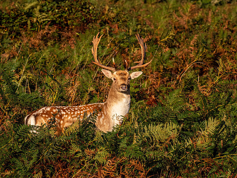 Fallow Deer - Latest photos