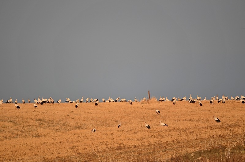 White Storks - South Spain - September 2013