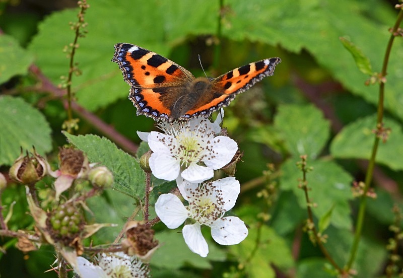 Small Tortoiseshell - Butterflies