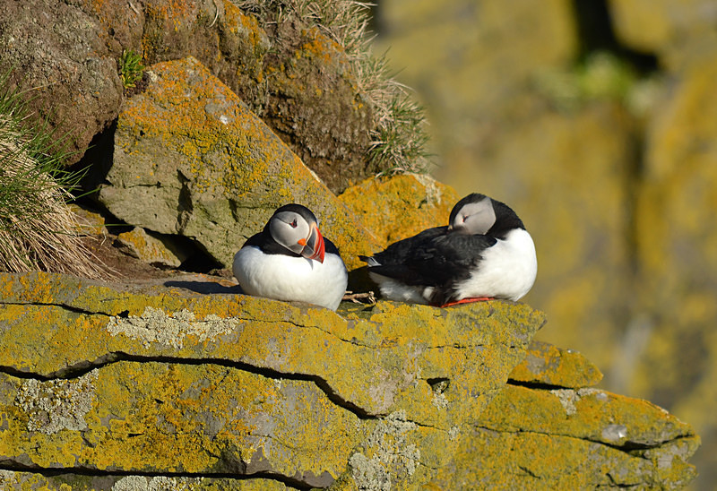Puffins - Westfjords