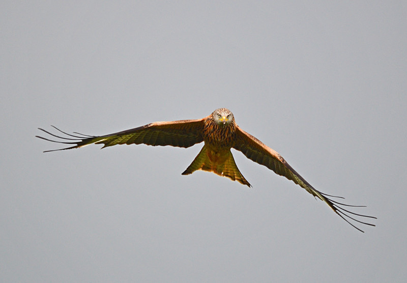 Red Kite - Birds of prey
