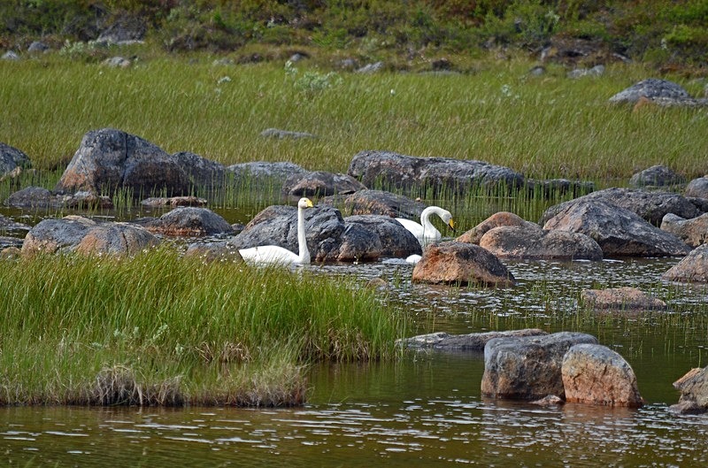Whooper Swans - North Finland - part 1