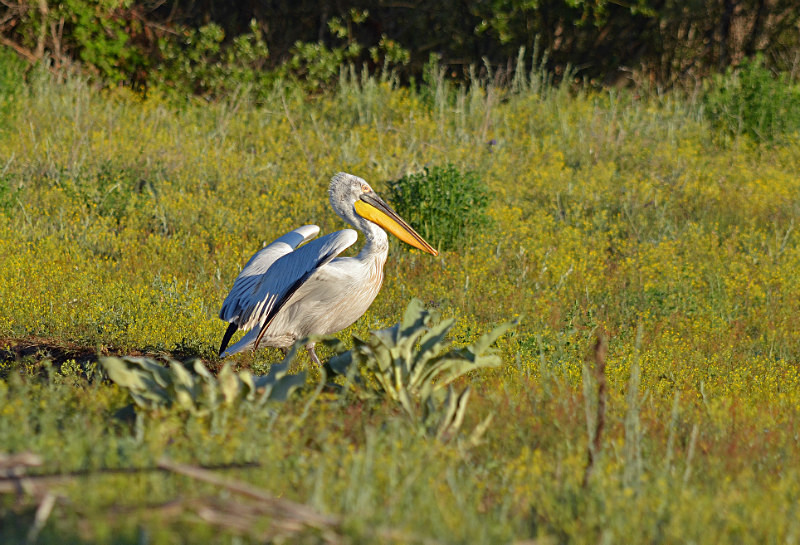 Dalmatian Pelicans - West Macedonia