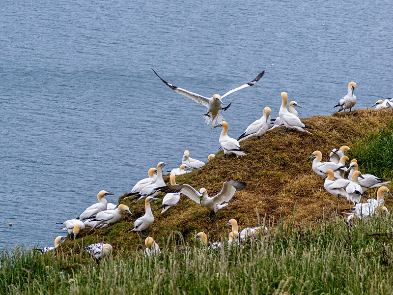 Gannets - Latest photos