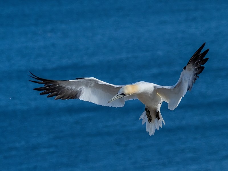 Gannet - Gannets