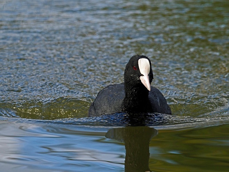 Coot - Crakes and rails
