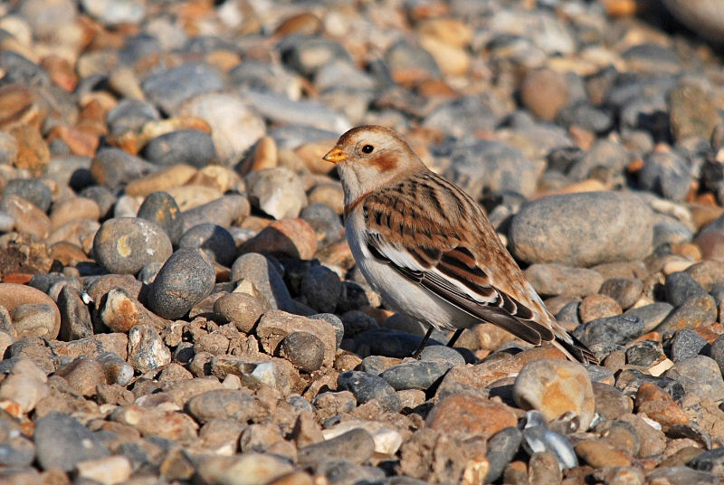 Snow Bunting - Buntings