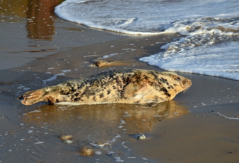Atlantic Grey Seal - Atlantic Grey Seals